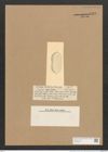 Nitzschia oboesa Castr. (de-Toni-Nr.: Genus 47, Species 2156) Zeichnungen Sammlung Grunow Nr. 4348 (NHMW-BOT-W0372393)